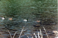 mallard Ducks in the Animas River Durango Colorado Yourdurango.com